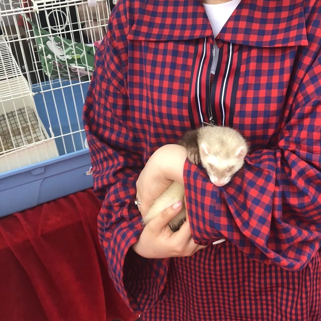 一只鸭子一万五元,一只鸭子一万多