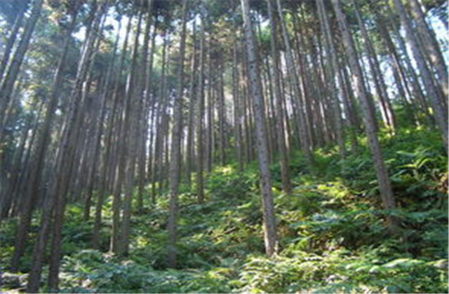 杉木栽植技术要点有哪些,杉木种植方法与技术