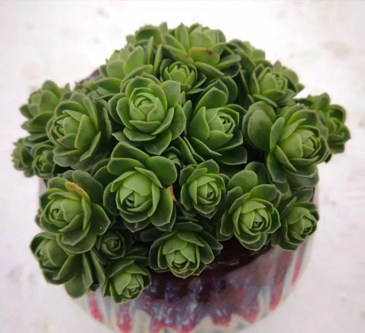 最美的20种多肉,15种最美的多肉