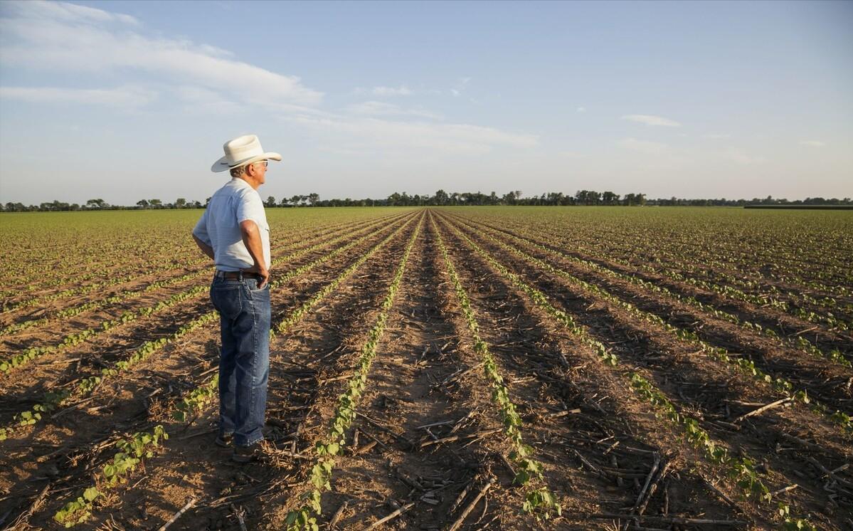 水稻种植户杨良金,杨良金有机大米