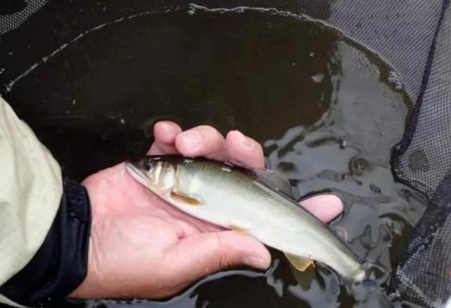 日本人认为最好吃的鱼,日本最好吃的几种鱼