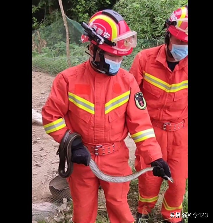 蛇进家里还偷吃鸡蛋也不能打吗,为什么家里跑进蛇不能打