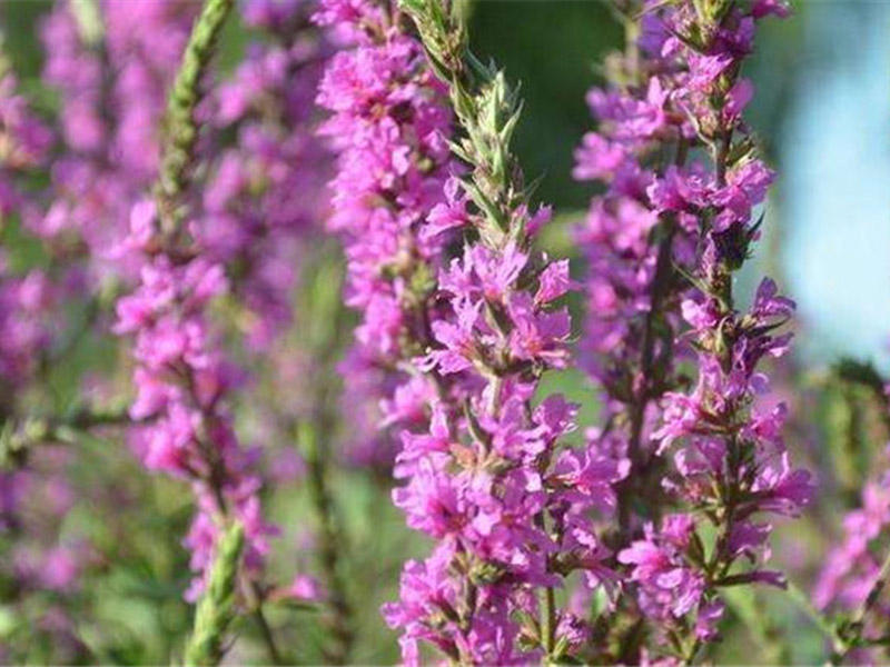 蜈蚣草有几种品种图片图文,蜈蚣草的特征和图片