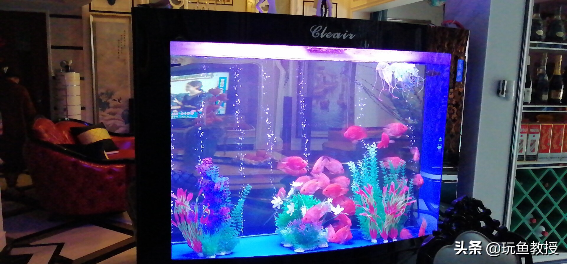 硝化细菌的作用和功能,养鱼硝化细菌起什么作用