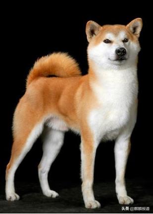 金毛禁养犬名单曲靖,曲靖麒麟区城区养犬标准规定