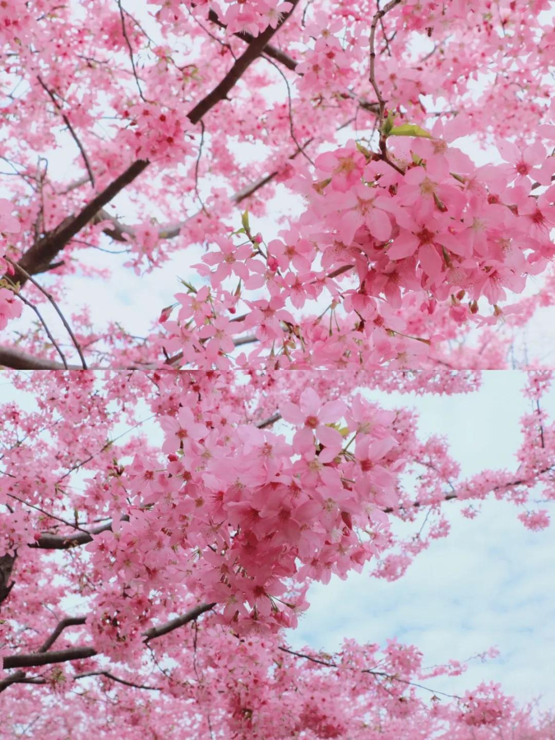 成都春游好去处周末 (成都周边周末春游推荐)