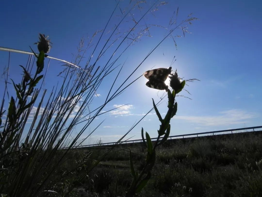*疆新**的蝴蝶，惊世骇俗