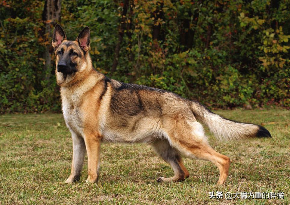 边境牧羊犬颜值高吗,颜值最高的牧羊犬