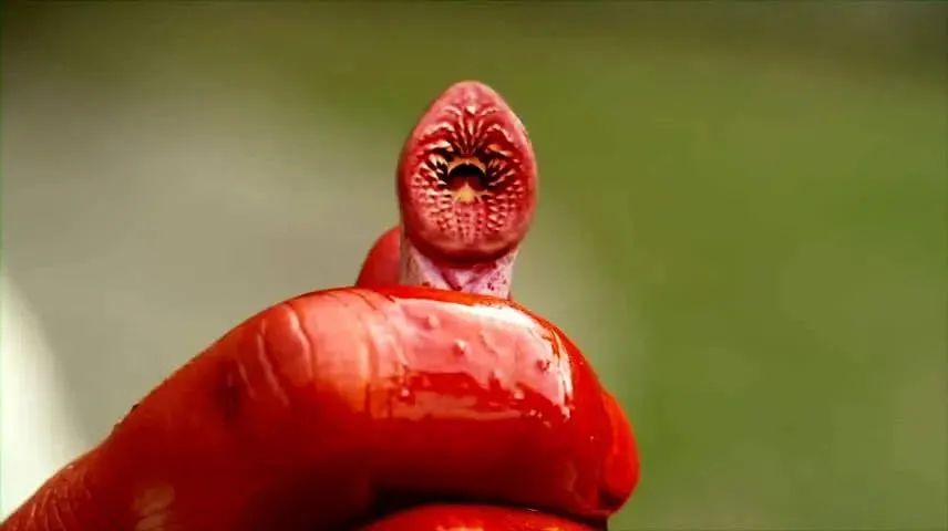 鳗鱼钻入人体的恐怖片名,鳗鱼入侵城市的电影