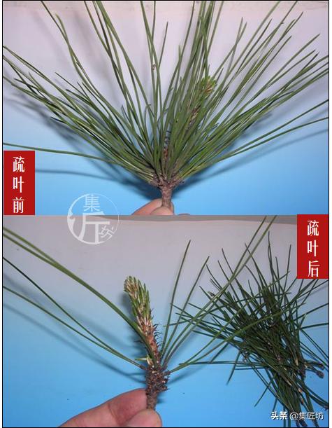 怎么养黑松盆景,触类旁通的正确用法