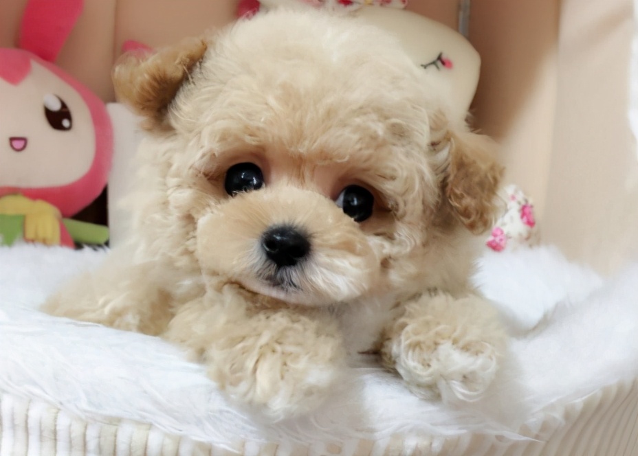 45天贵宾犬的饲养方法,4个月贵宾犬的饲养方法