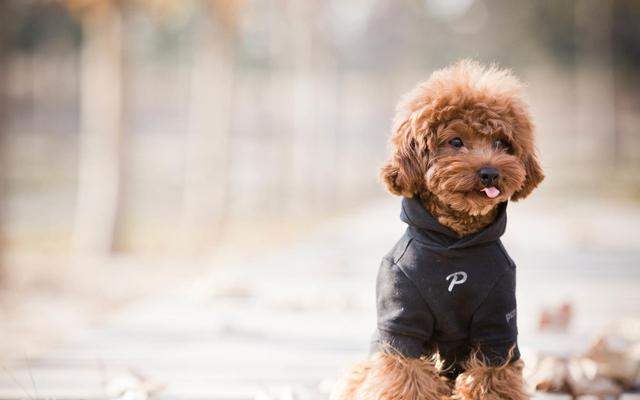 皇家狗粮5个月泰迪营养狗粮,泰迪狗粮排行榜10强