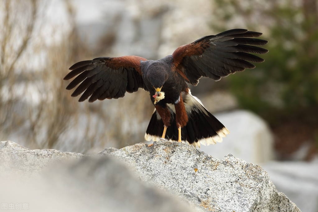 阿根廷巨鹰和狮子,阿根廷巨鹰与狮子大战