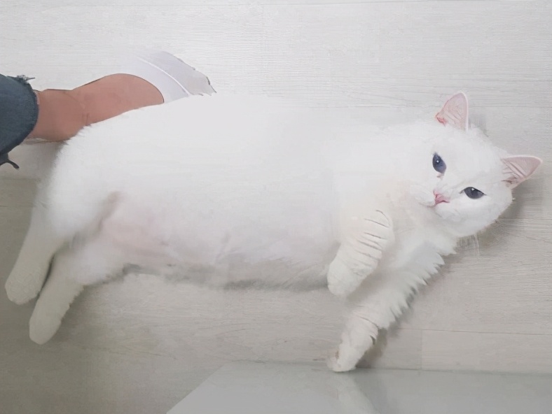 猫腹水和猫传腹还傻傻分不清楚 (腹水和猫传腹区别)