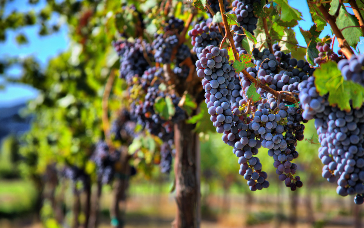 葡萄树扦插多久会生根,葡萄树扦插多少天会生根发芽