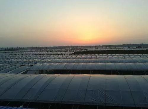 农膜增产,种植农膜为你的农作物保驾护航