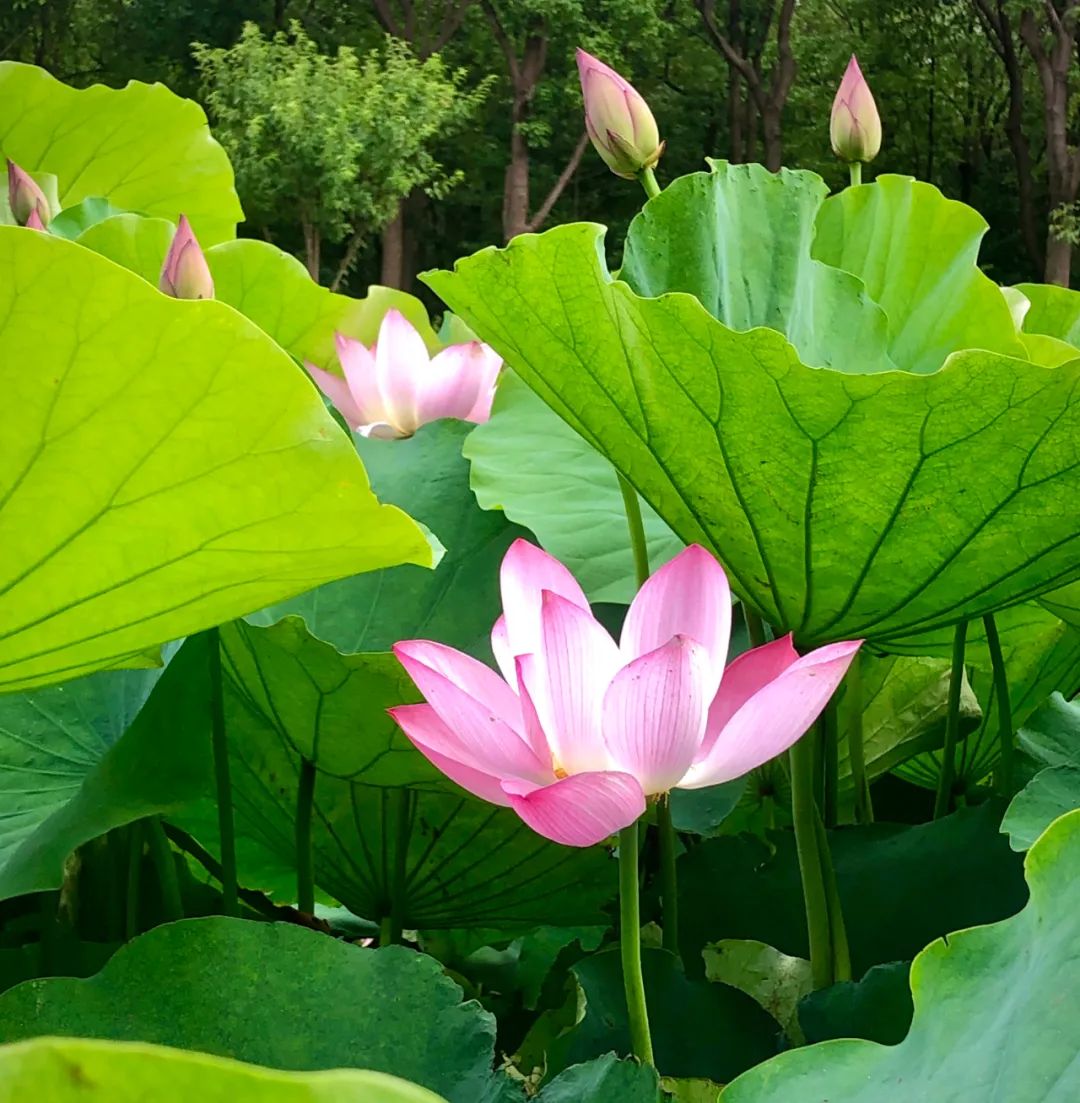 淘客加盟软件,淘客代理系统小程序