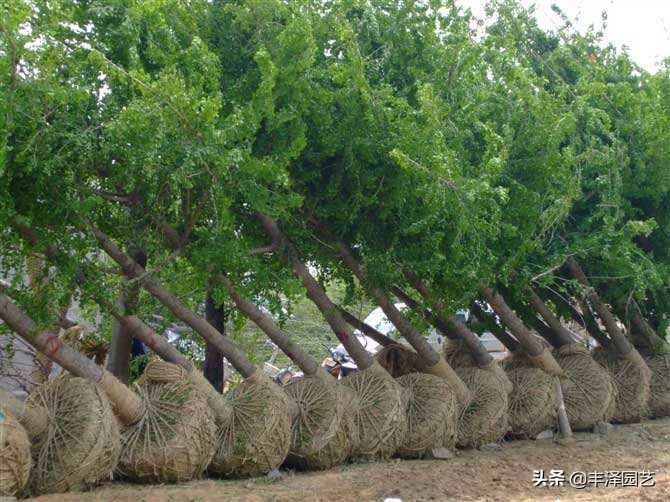 2022银杏树行情分析,银杏树最新行情