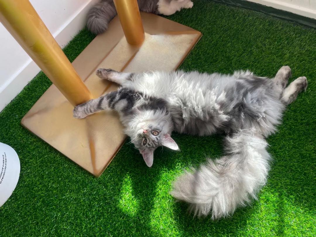 秦皇岛这只网红猫日常“巡逻”你见过吗?岛上还有这些撸猫好去处~