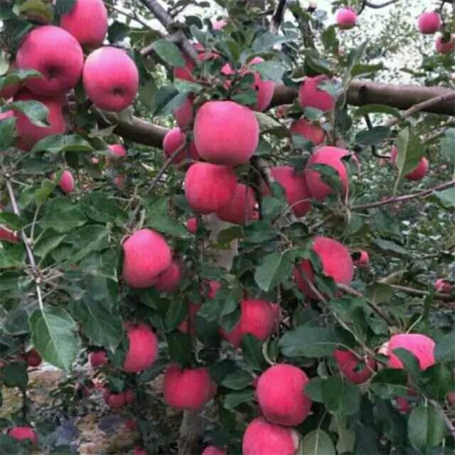 盛昌苗木,盛昌果品园