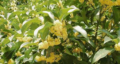 中国十大名花图片及花语,山茶花是中国十大名花吗