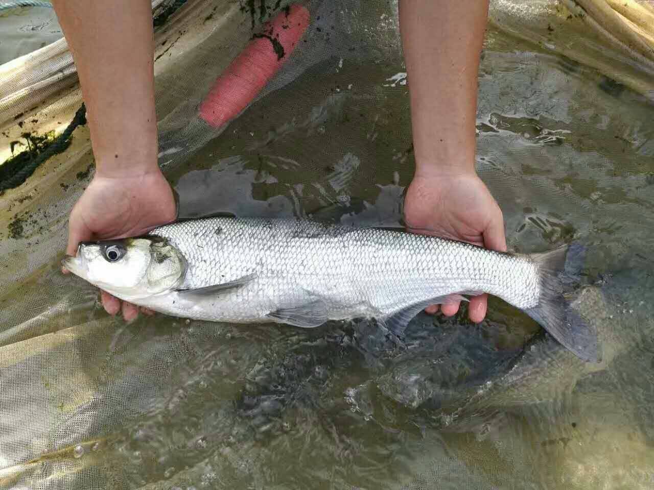 泥鳅打窝为什么钓不到,泥鳅打窝钓鱼的正确方法和技巧