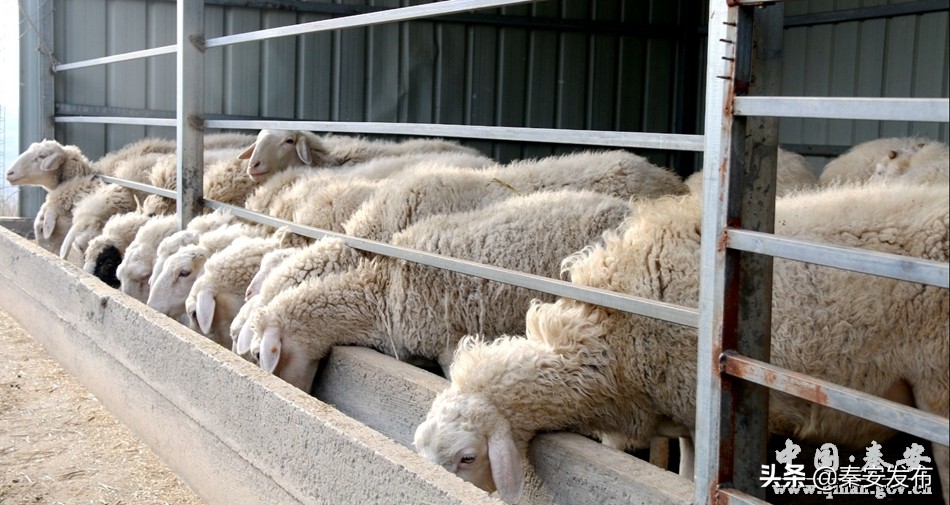 致富新项目快速盈利方法,赚钱新模式创业项目