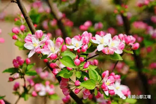 青城山熊猫谷都江堰一日游攻略,熊猫谷青城山都江堰一日游攻略