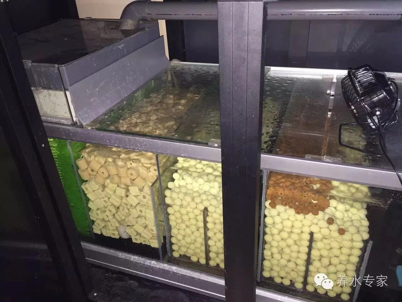 养鱼张哥最新视频,鱼缸怎么养锦鲤鱼最好