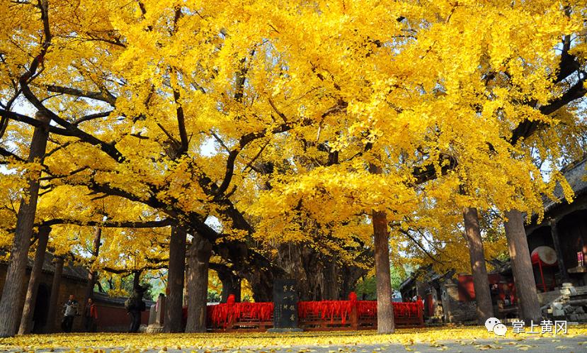 湖北一名副省级领导撰写读后感荐书：古树的情怀
