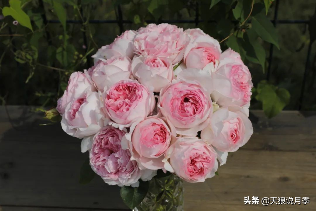 优雅女士月季花,奇葩月季品种图片