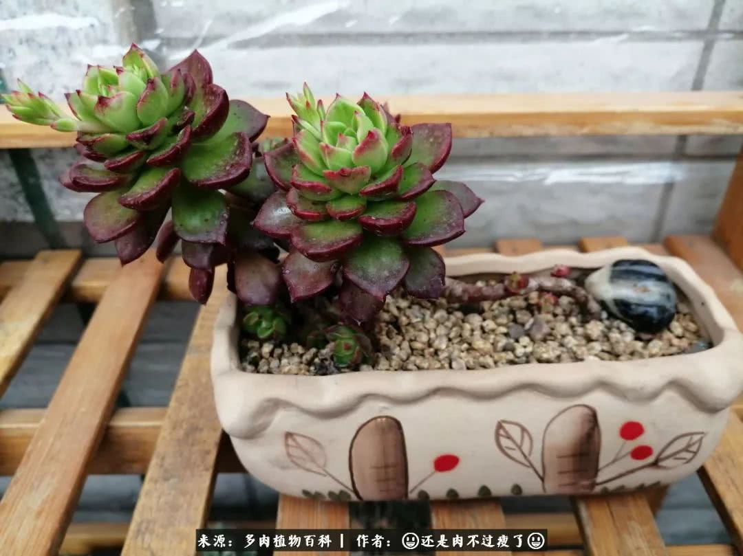 日照弘一法师,日照法师请师父