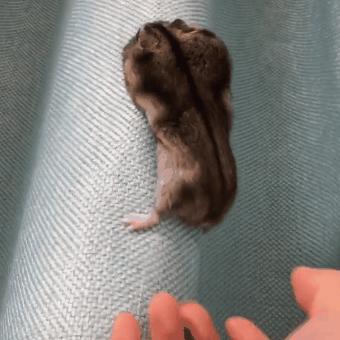 仓鼠长期躲角落怎么让它不再躲,刚到家的仓鼠要不要给它躲避屋