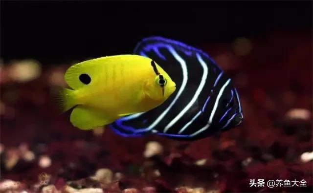 海水鱼饲养水质参数,海水鱼的饲养知识