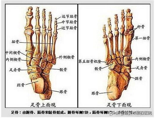鼻炎足部反射区按摩教程,康复理疗师在线课程视频