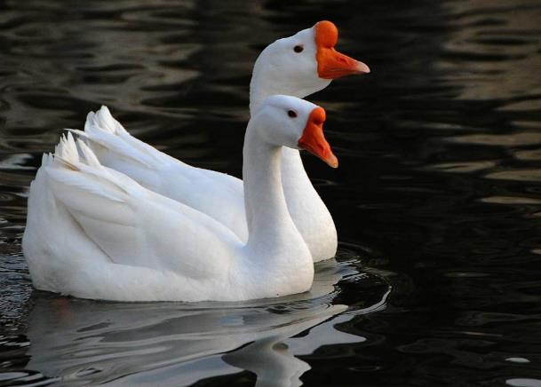 高清童年常见飞禽篇(值得珍藏)