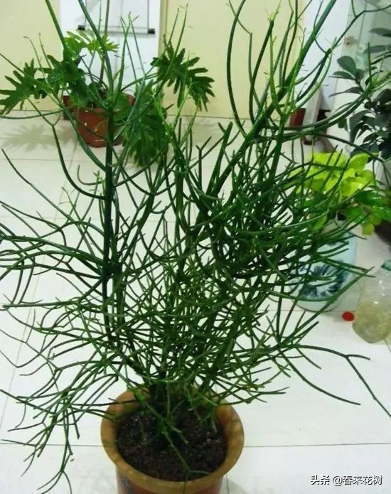 光棍树养殖方法,招财光棍树怎么样扦插