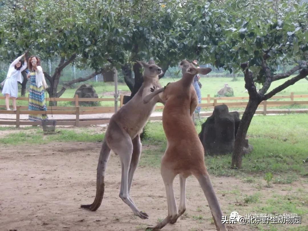 袋鼠摇手是什么原因,袋鼠摇手是动作吗