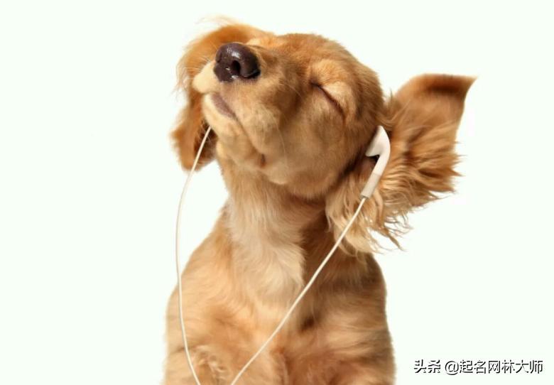 最有趣的狗狗名,时尚潮流狗狗的名