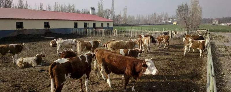 农村创业项目排行榜前十名低成本,利润很吓人10个冷门农村创业项目