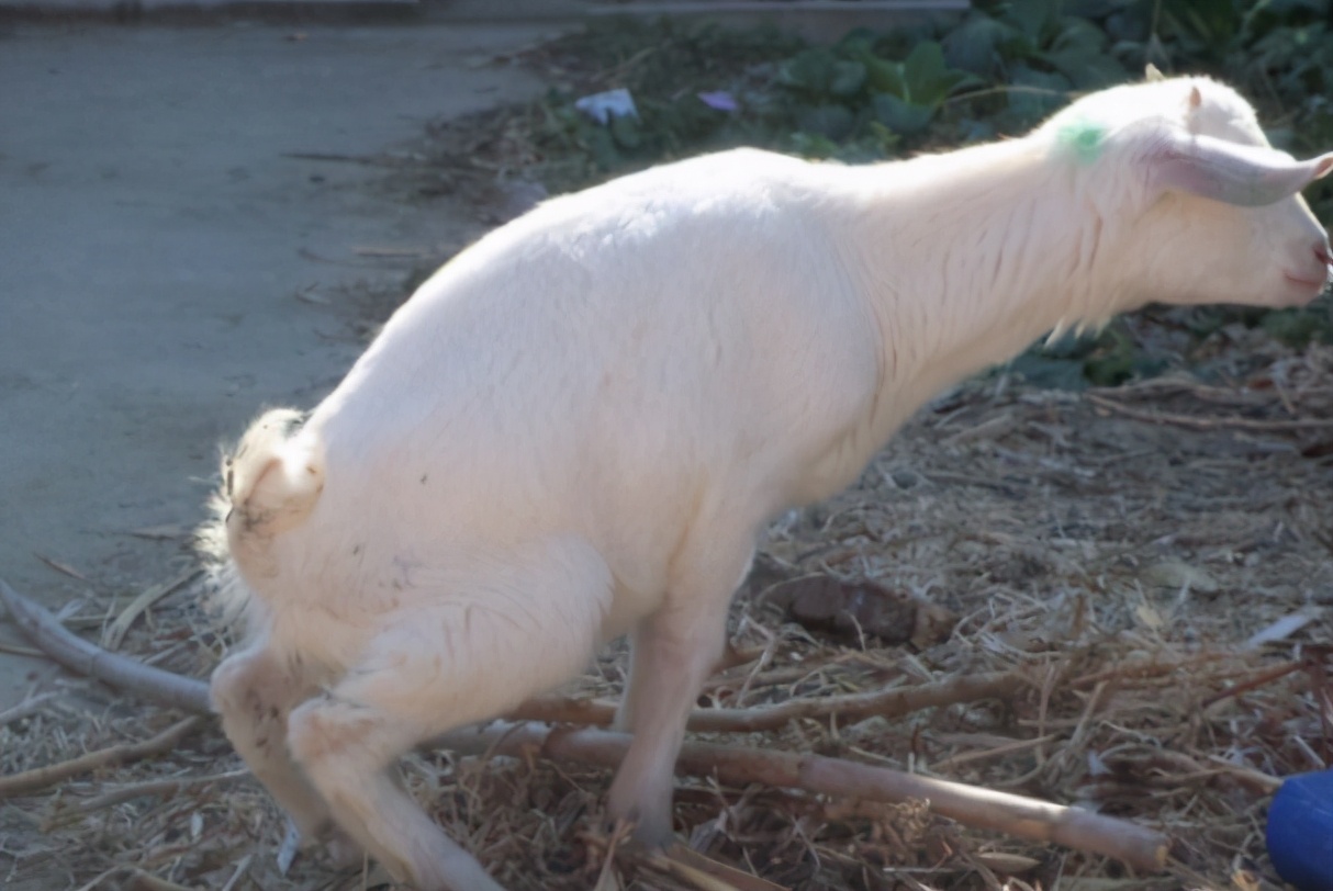 羊尿不下来尿怎么治疗,羊尿不出尿最快解决办法