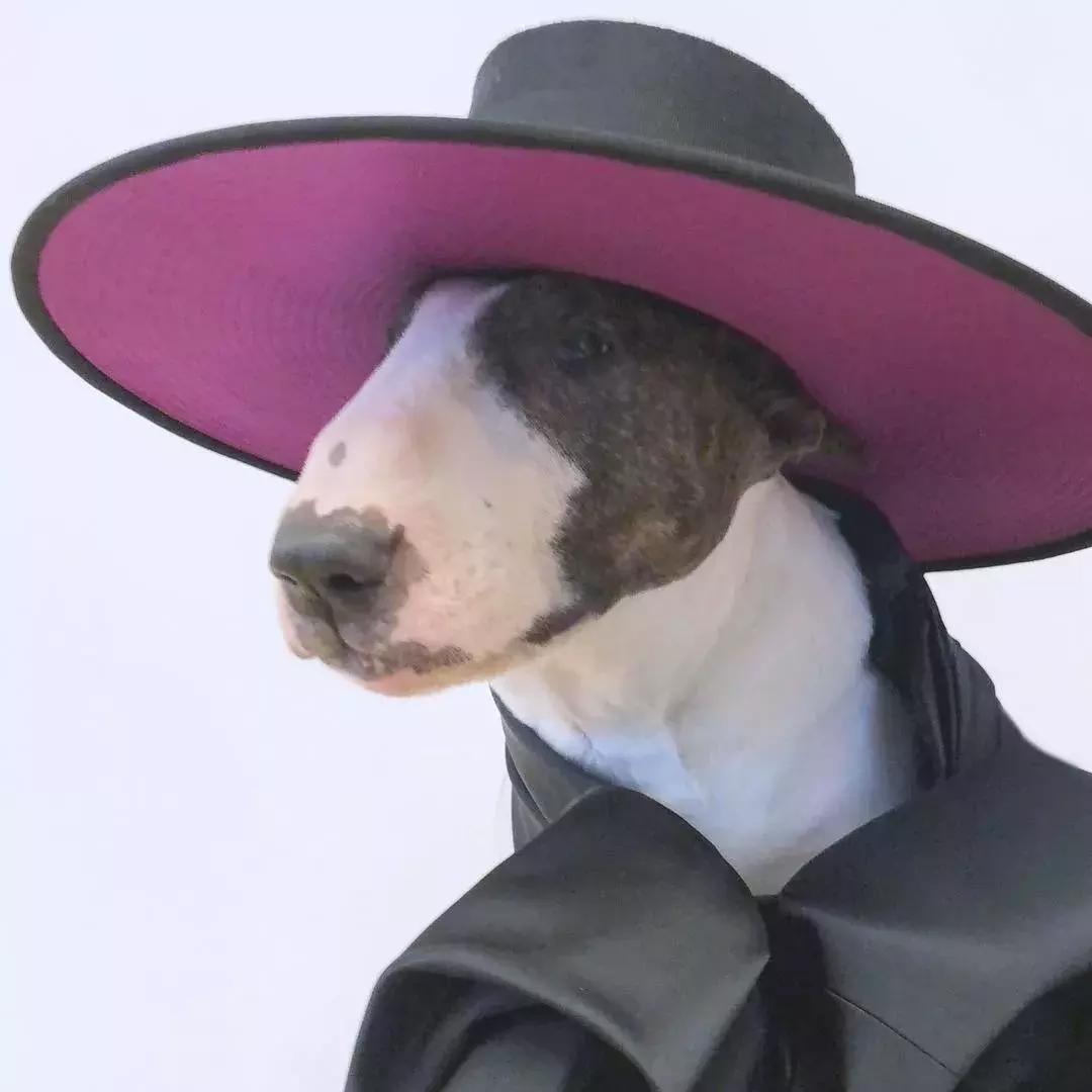 大熊猫一年可以赚钱几个亿,一只猫一年挣3000万