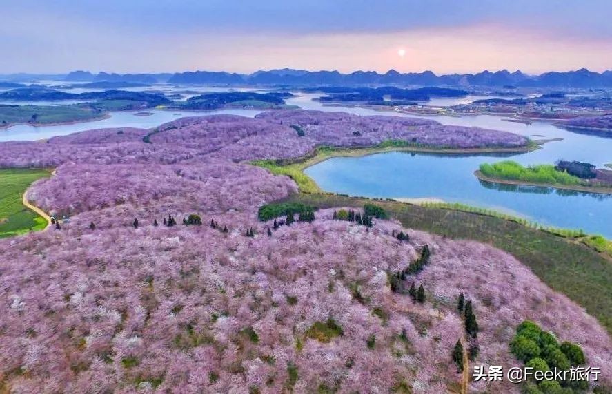 全球最大樱花基地原来就藏在贵州！万亩花海通到湖，机票低至2折