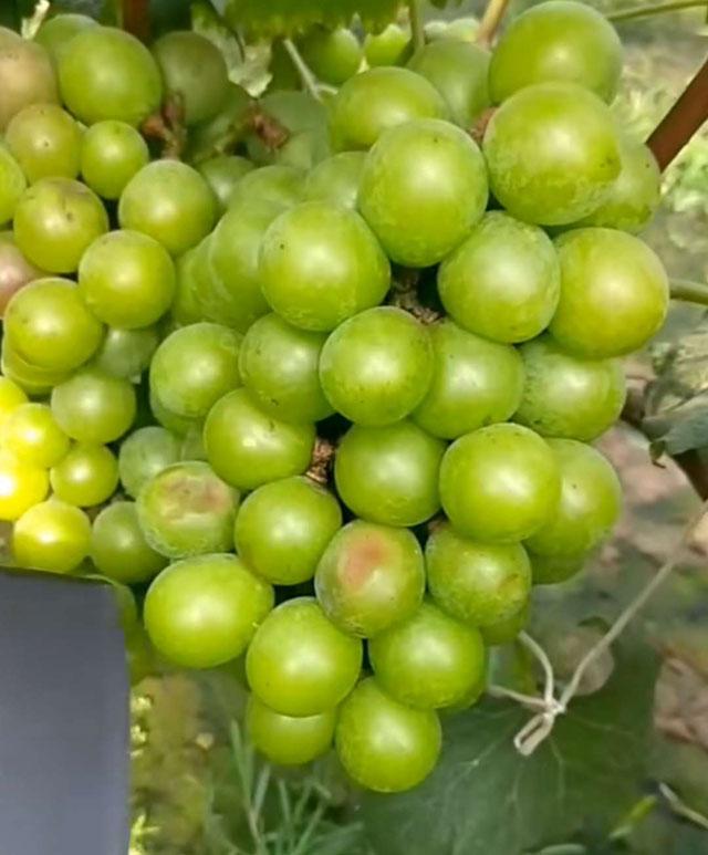 葡萄日灼病是什么病,葡萄日灼病症状比较少的品种