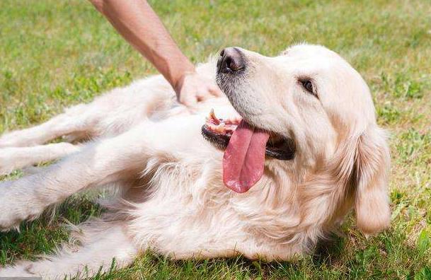 金毛犬十大优点,养金毛犬的优缺点及注意事项