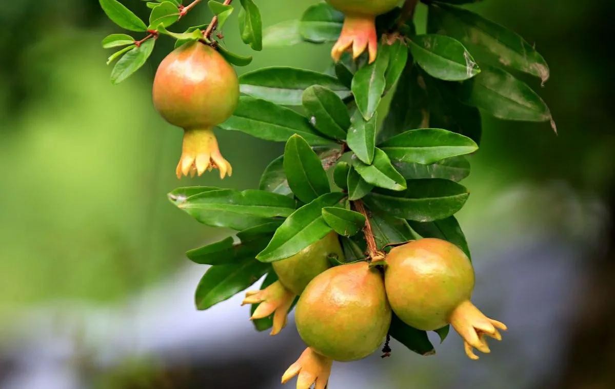 水果多子多福除了石榴还有什么,石榴为什么多子多孙