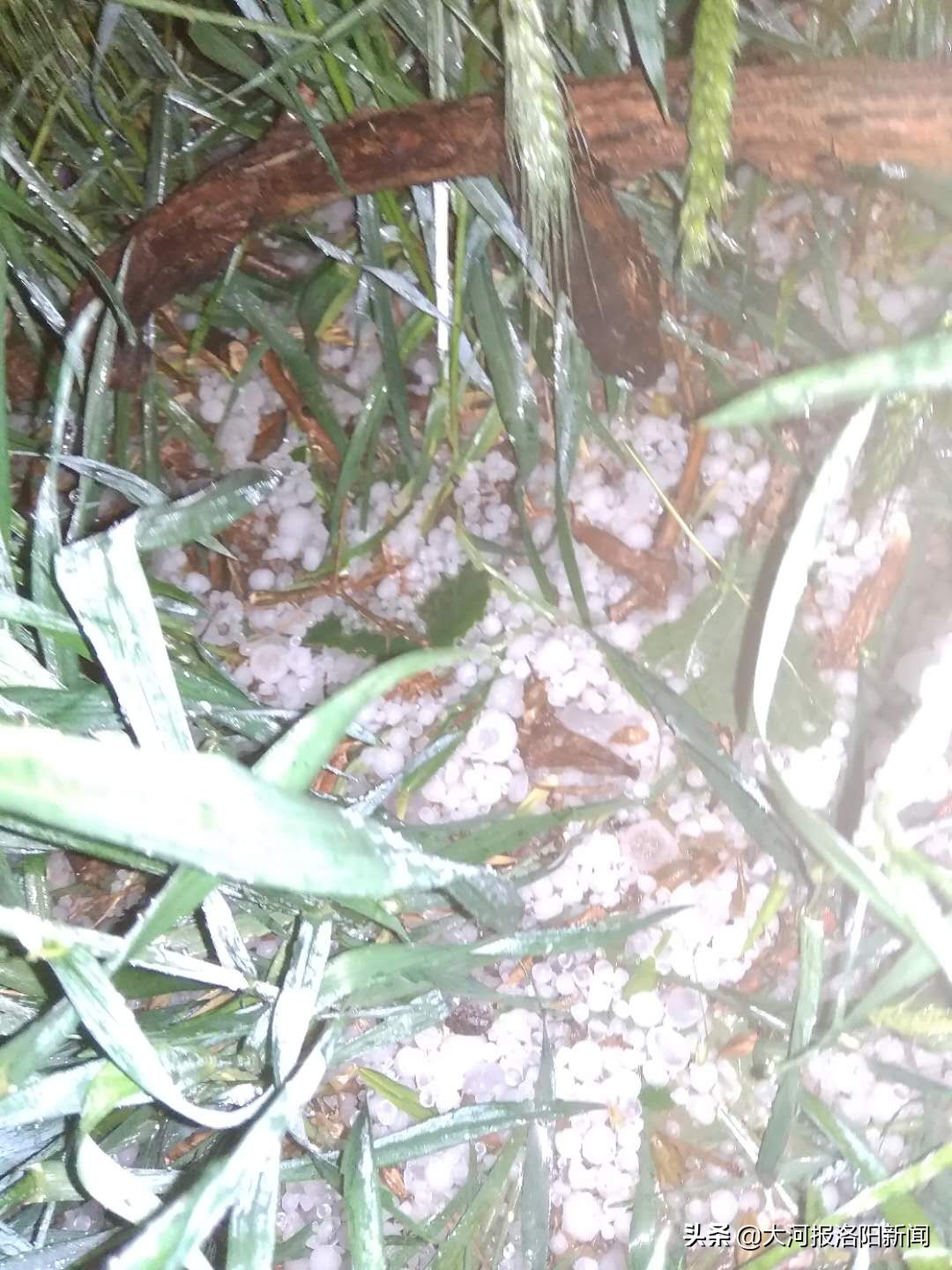 小麦成熟被冰雹砸怎么补救,小麦遭到冰雹灾害的现场