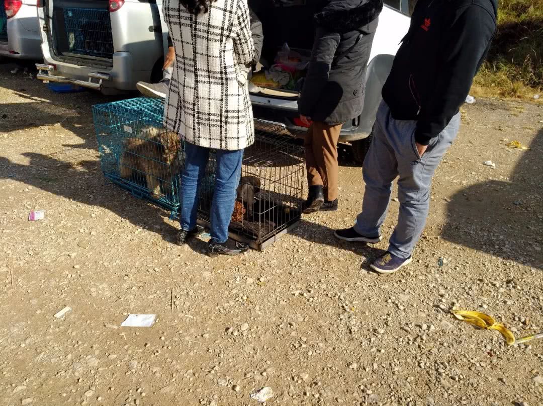 寿光巴哥犬哈巴狗幼犬出售,巴哥犬卖多少钱