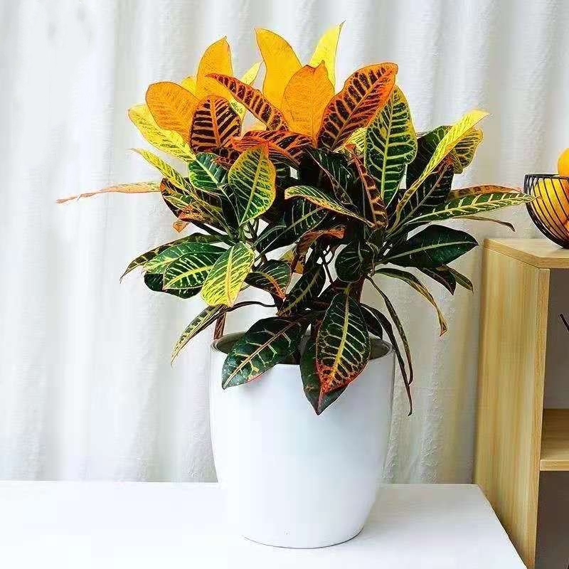 100种绿植大全,50种盆栽绿植花卉大全