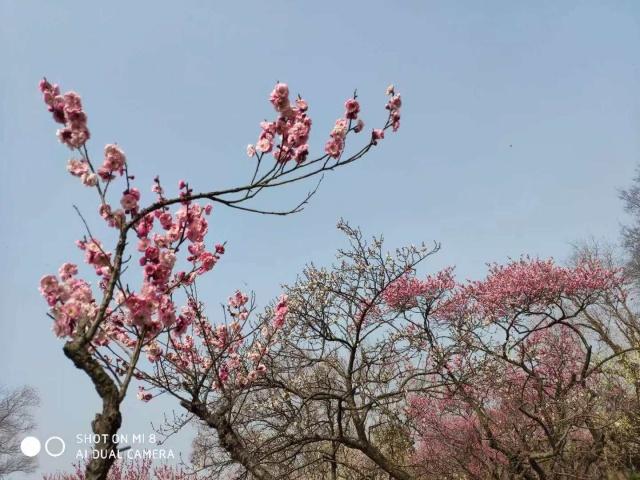 梅花山小梅山,南京梅花山和第一梅山有区别
